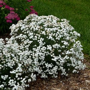 Achillea ptarmica 'Peter Cottontail'