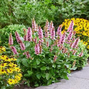 Agastache 'Beelicious® Pink'