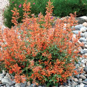 Agastache 'Kudos™ Mandarin'