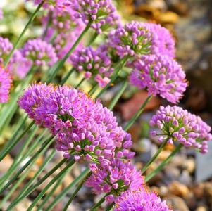 Allium senescens 'Glaucum'