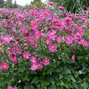 Anemone 'Curtain Call Deep Rose'