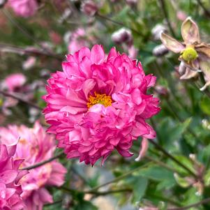Anemone 'PUFF® Pink'
