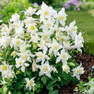 Aquilegia 'Earlybird™ White'