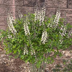 Baptisia alba