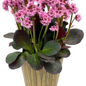 Bergenia 'VINTAGE™ Blush'