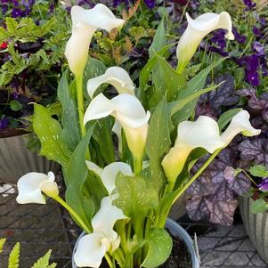 Calla 'Fresco®'