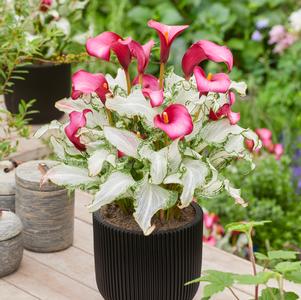 Calla 'Frozen Queen®'