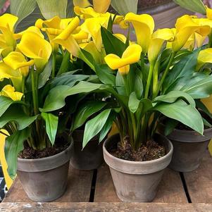 Calla 'Izzy Mae®'