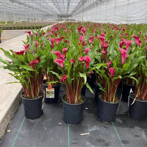 Calla 'Texas®'