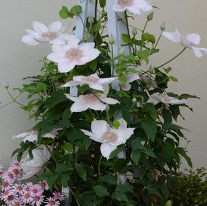 Clematis 'Corinne'