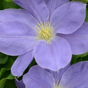 Clematis 'Diana's Delight™'