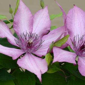 Clematis 'Giselle'