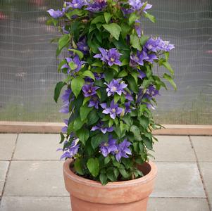 Clematis 'Olympia™'