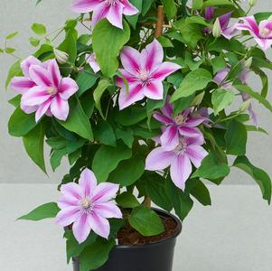 Clematis 'Poseidon™'