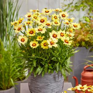 Coreopsis grandiflora 'Solar Moon®'