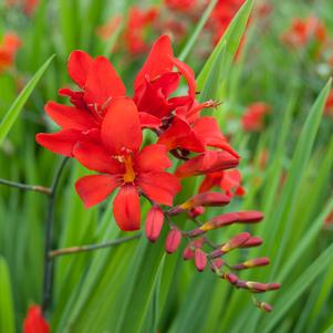 Crocosmia 'Diablito™'