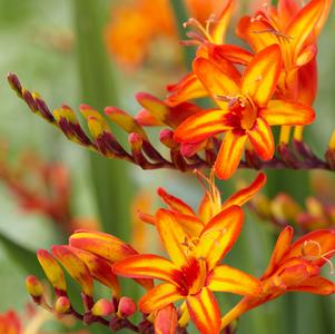 Crocosmia 'Firestarter'