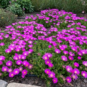 Delosperma 'Ocean Sunset™ Violet'