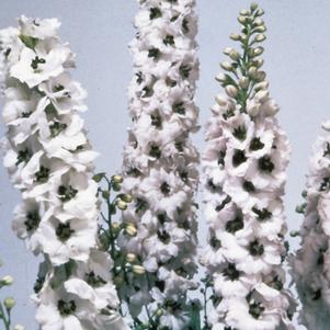Delphinium elatum 'Magic Fountains White/Dark Bee'