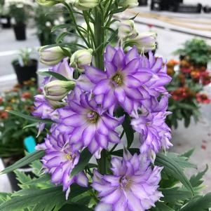 Delphinium 'Delgenius™ Breezin'