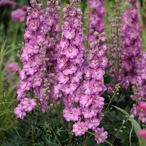 Delphinium 'Delgenius™ Chantay'