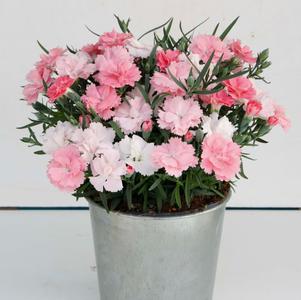 Dianthus 'Everlast™ Pink to White'
