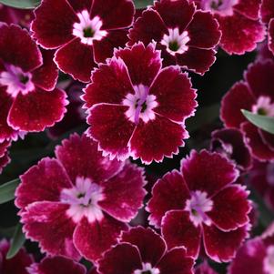 Dianthus 'Everlast™ Ruby Edge'