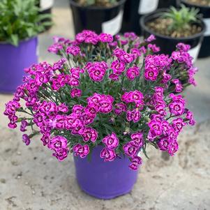 Dianthus 'Everlast™ Violet Blue'