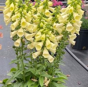 Digitalis hybrida 'Arctic Fox™ Lemon Cream'