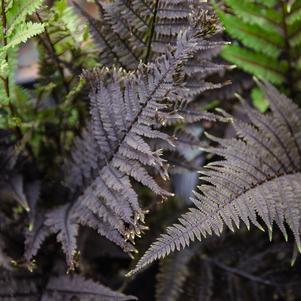 Athyrium 'Aubergine Lady'