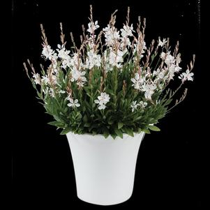 Gaura lindheimeri 'Steffi™ White'