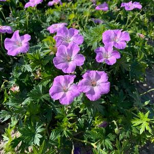 Geranium sanguineum 'Frivolius™ Lilac'