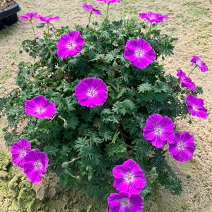 Geranium sanguineum 'Frivolius™ Purple'