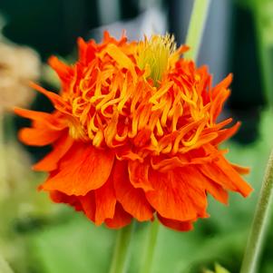 Geum coccineum 'Pumpkin Orange'