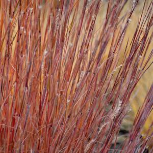 Schizachyrium scoparium 'Blaze'
