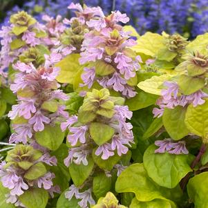 Ajuga 'Feathered Friends™ Flashy Flamingo'