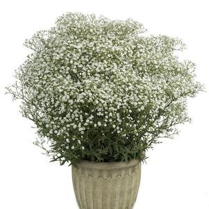 Gypsophila paniculata 'Festival™ White Flare'