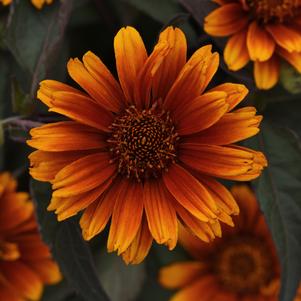 Heliopsis helianthoides 'Summer Eclipse'