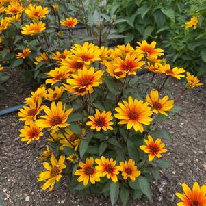 Heliopsis helianthoides 'Sole Scuro'