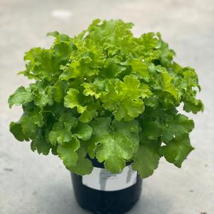 Heuchera 'Indian Summer Limeberry'