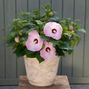 Hibiscus 'Honeymoon™ Light Rose'