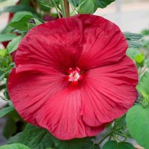 Hibiscus 'Honeymoon™ Deep Red'