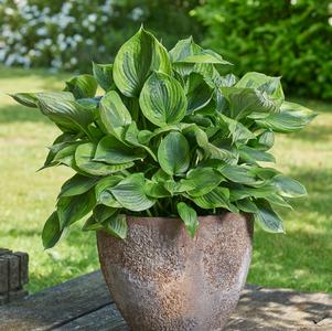 Hosta 'Green Patriot'