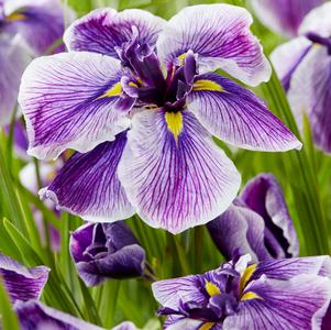 Iris ensata 'Dinner Plate™ Sundae'