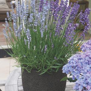 Lavandula angustifolia 'Big Time Blue & White Combo'