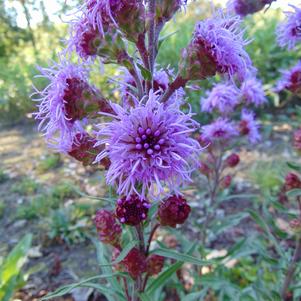 Liatris ligulistylis