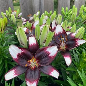 Lilium - Asiatic Pot Lily Looks™ 'Tiny Halo Eclipse'