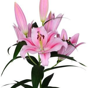 Lilium - OT Hybrid Lily 'Frontera'
