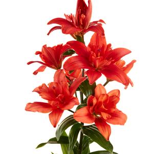 Lilium - LA Hybrid Lily 'Caddy'