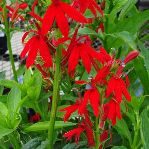 Lobelia cardinalis